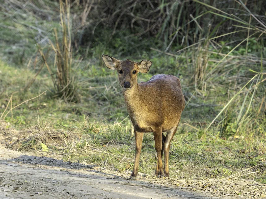 Hog Deer