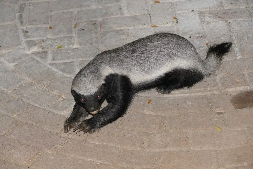 Honey Badger