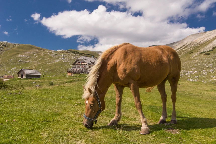 Horse