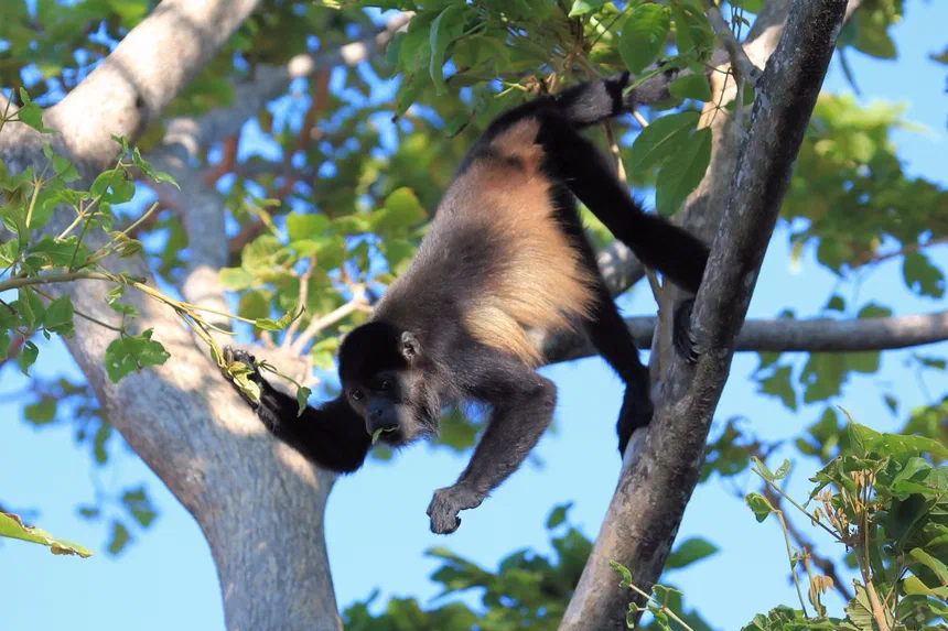 Mantled Howler Monkey