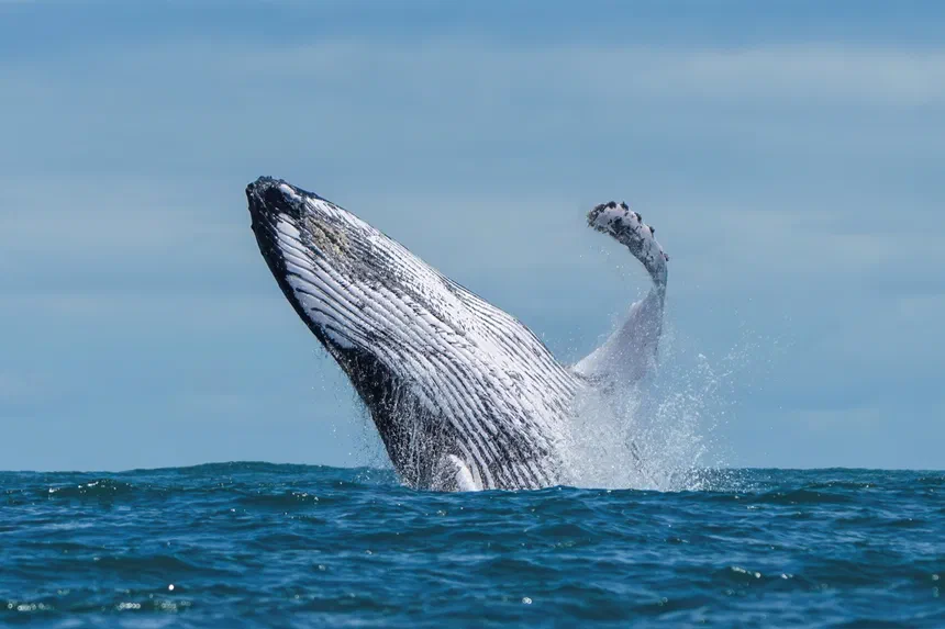 Humpback Whale