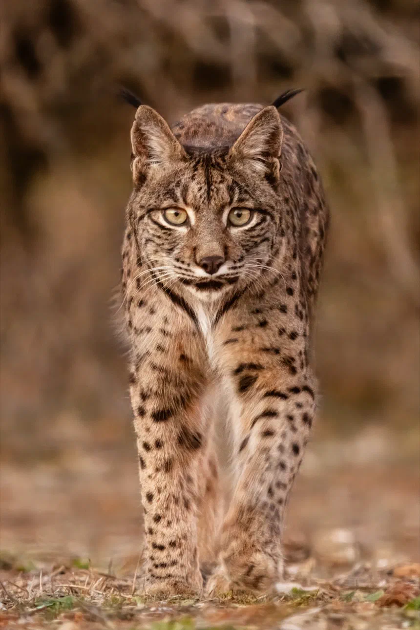 Iberian Lynx
