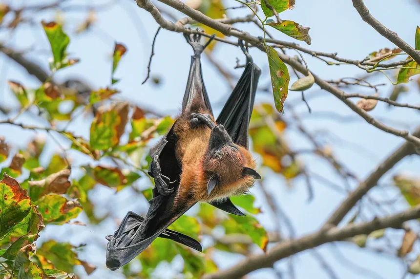 Indian Flying Fox