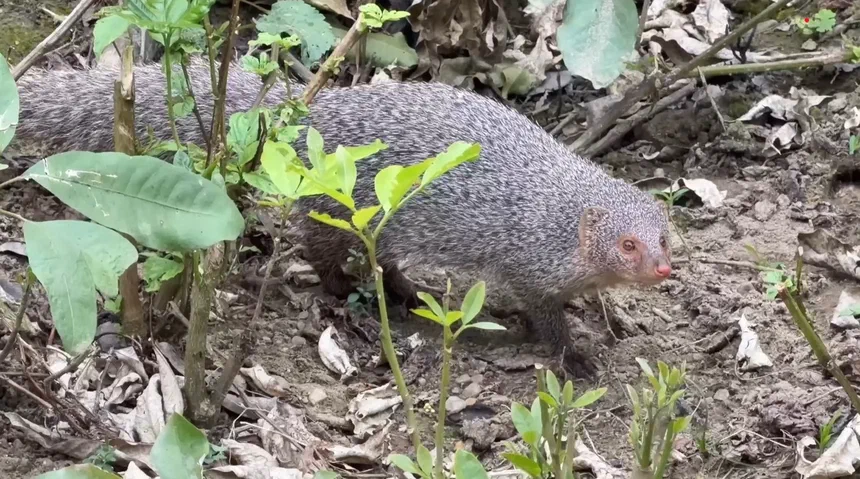 Indian Grey Mongoose