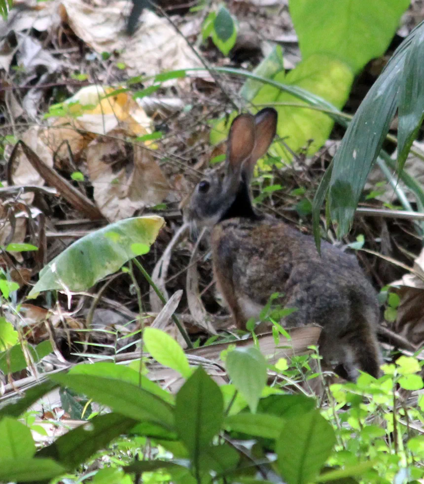 Indian Hare