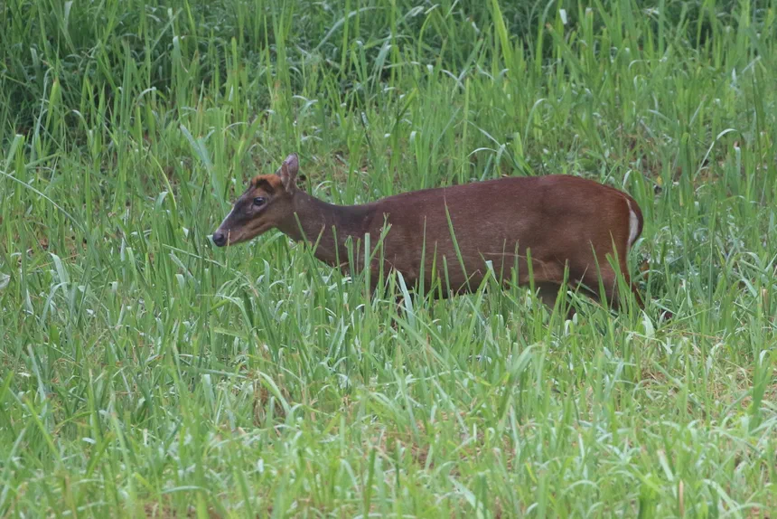 Indian Muntjac
