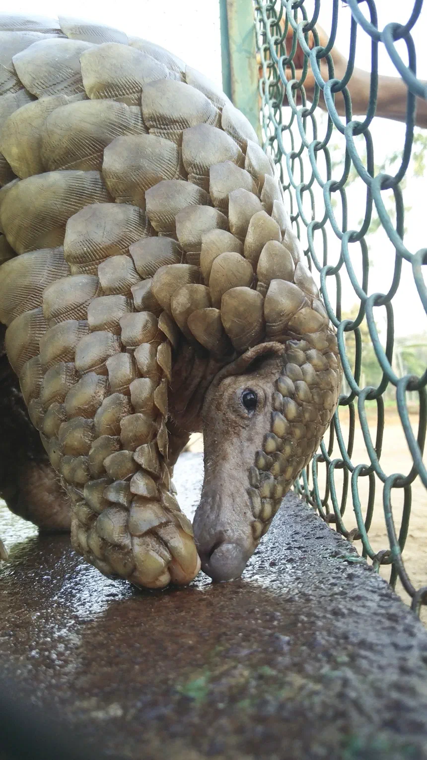 Indian Pangolin