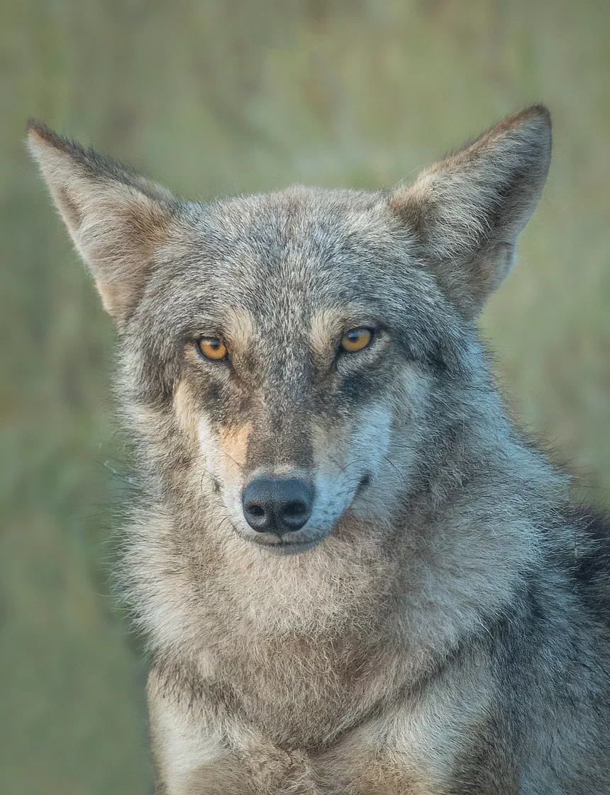 Indian Wolf