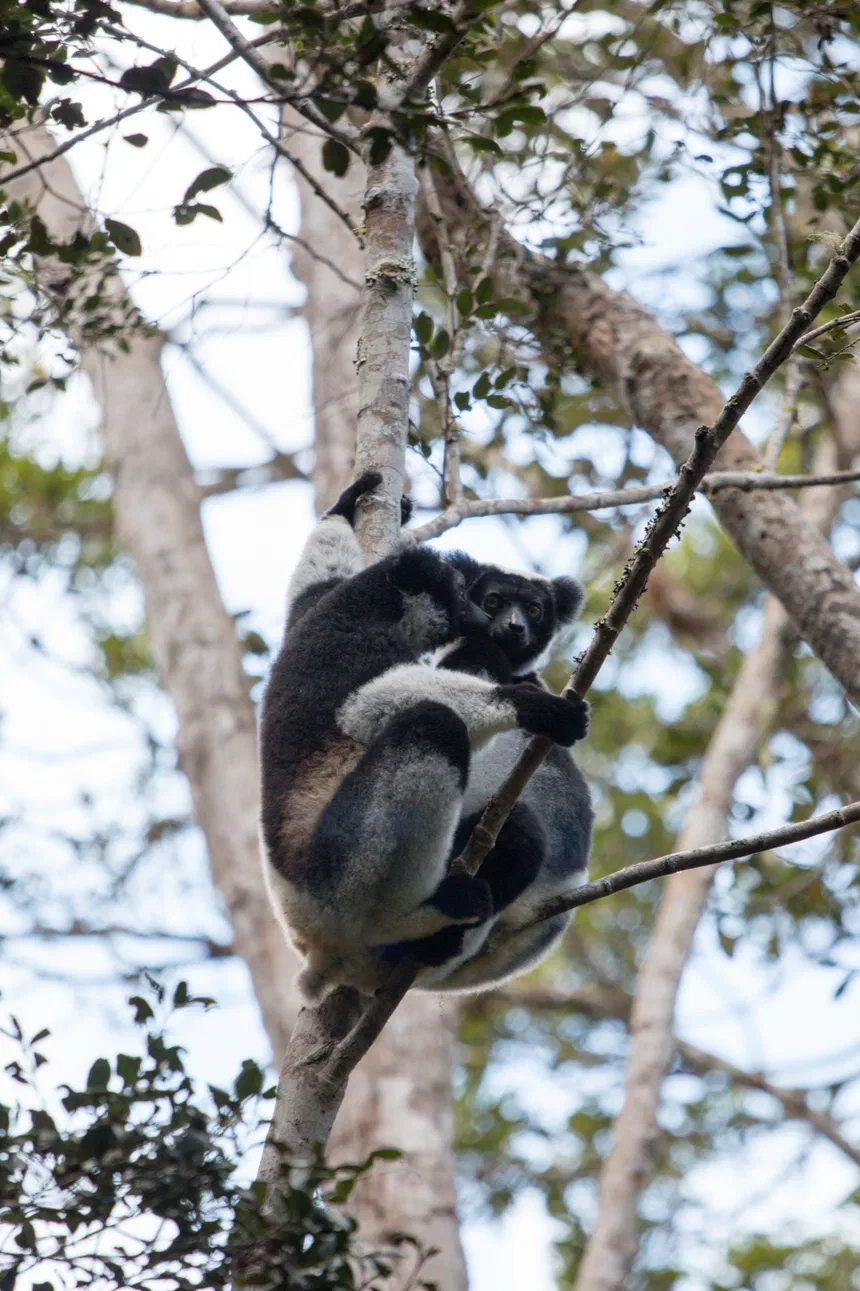 Indri