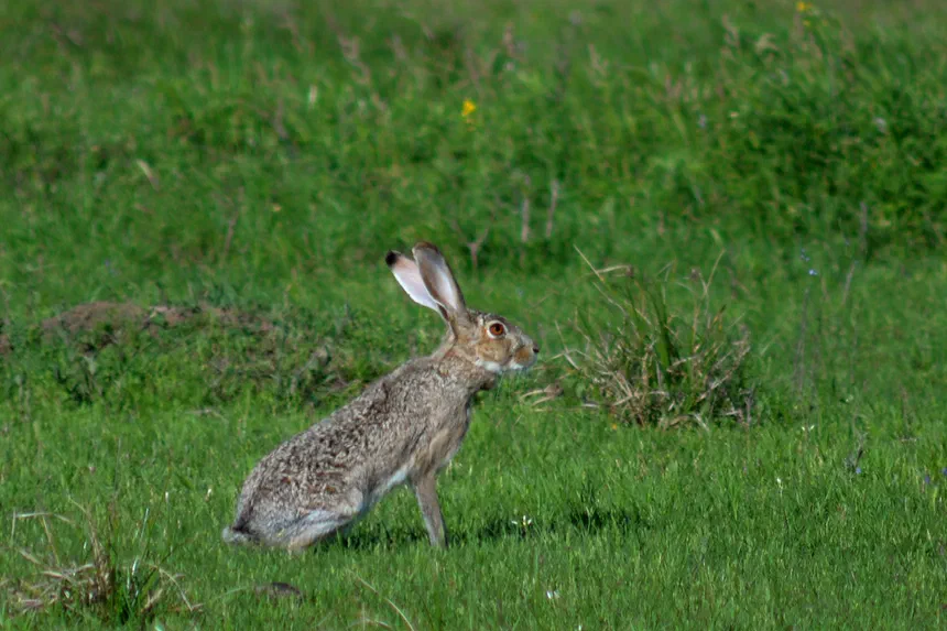 Jackrabbit