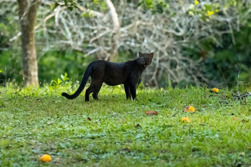 Jaguarundi