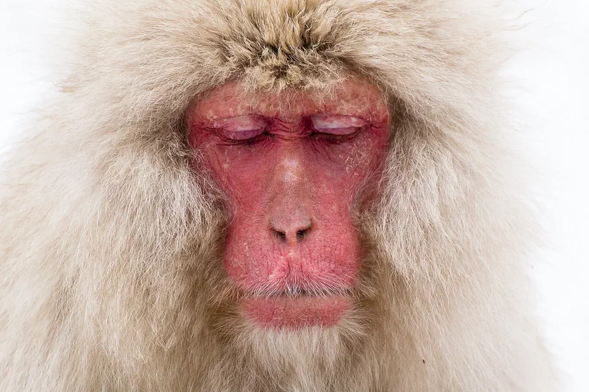 Japanese Macaque