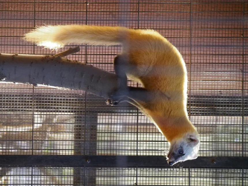 Japanese Marten