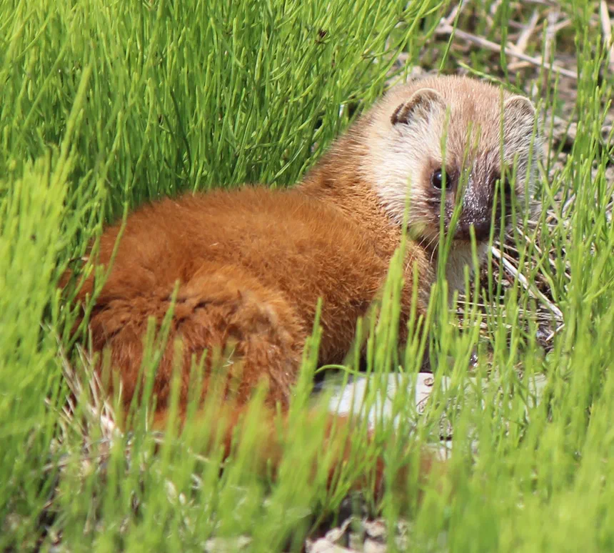 Japanese Weasel