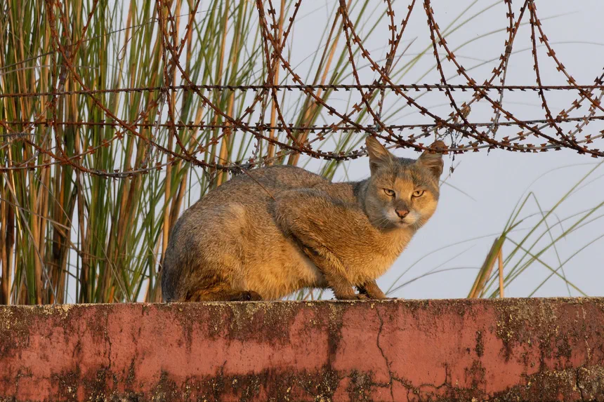 Jungle Cat