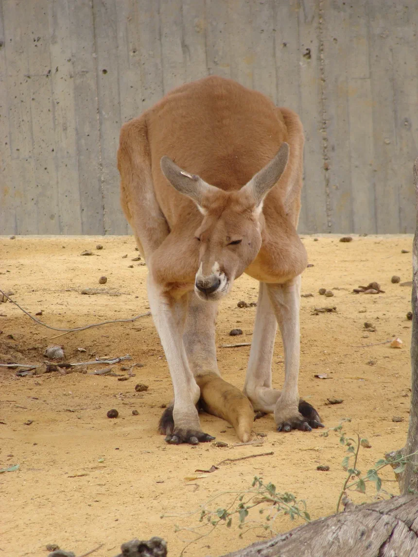 Red Kangaroo