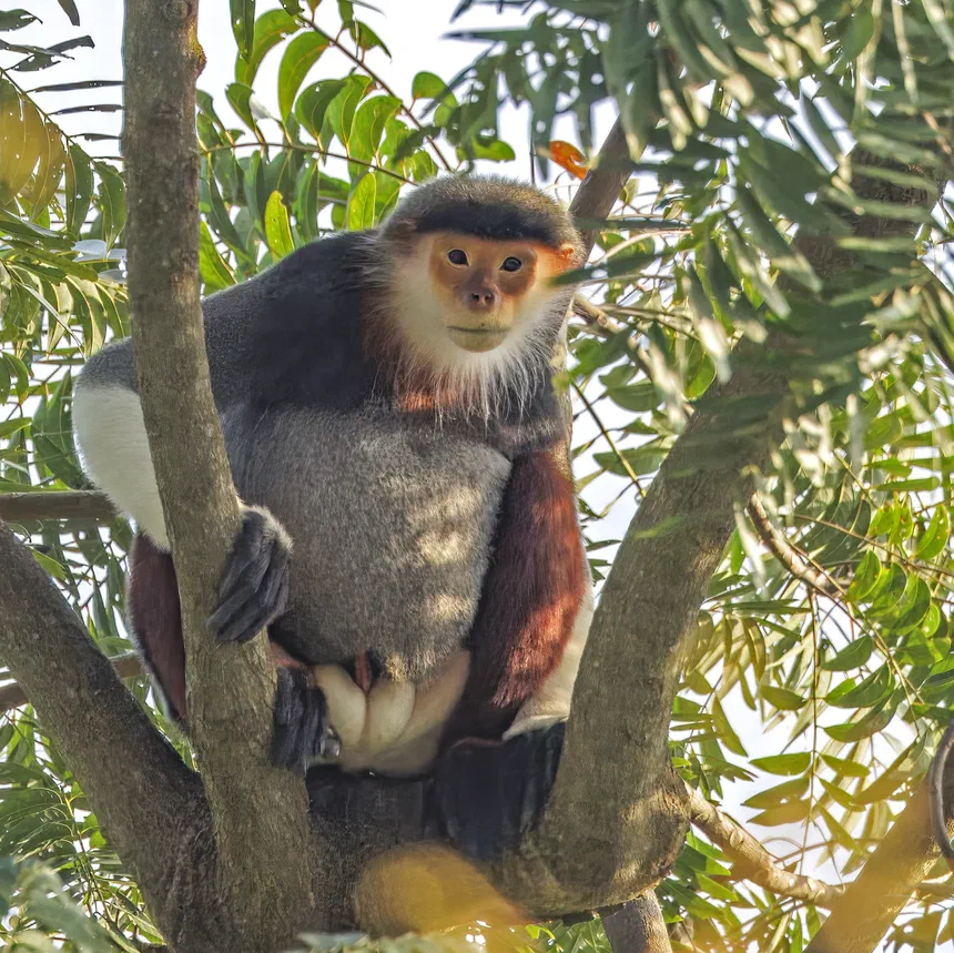 Red-Shanked Douc