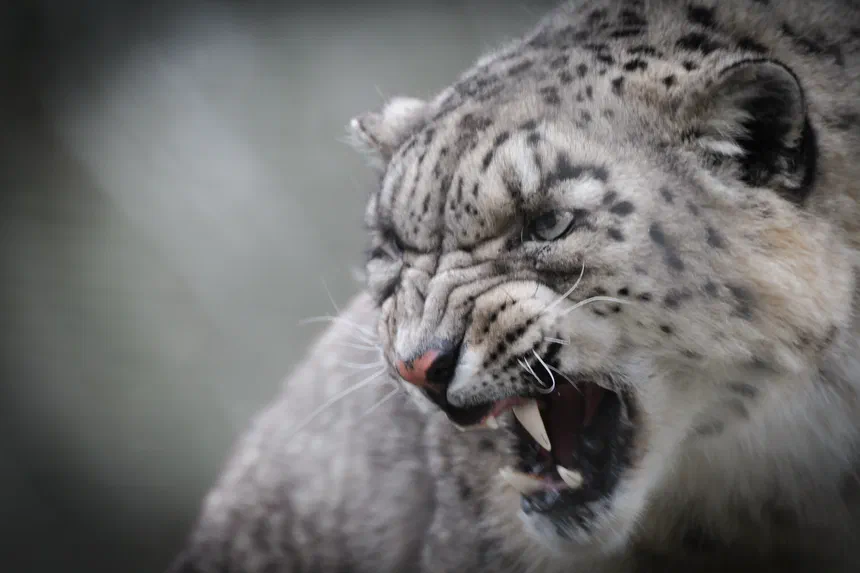Snow Leopard