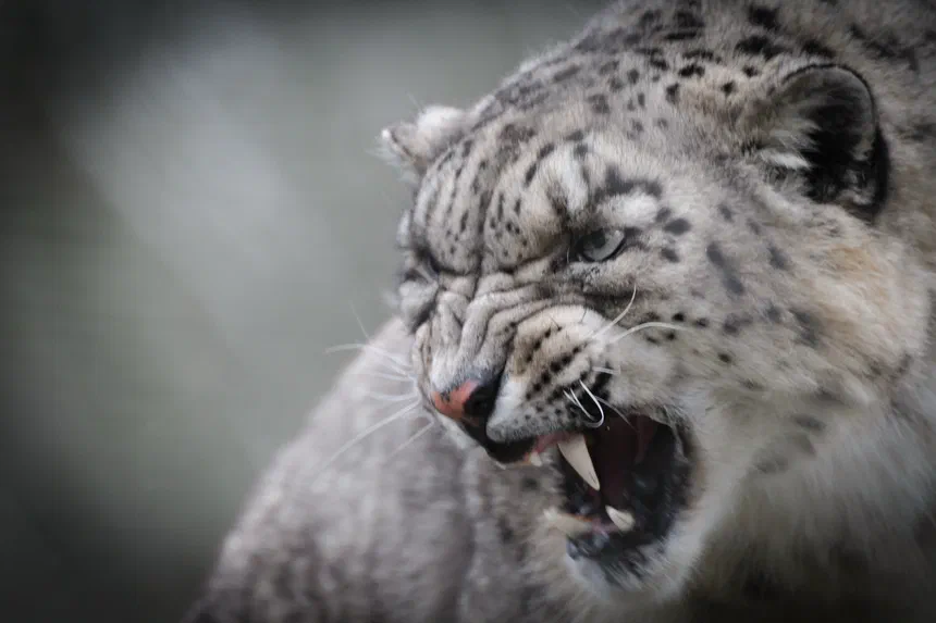 Snow Leopard