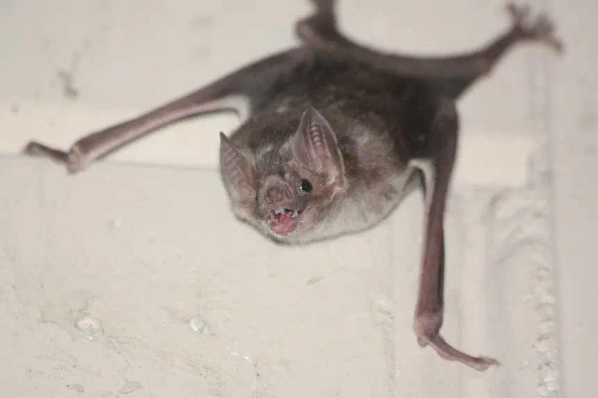 Common Vampire Bat