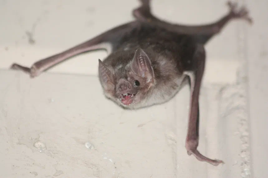 Common Vampire Bat