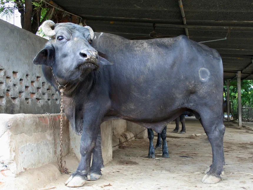Water Buffalo