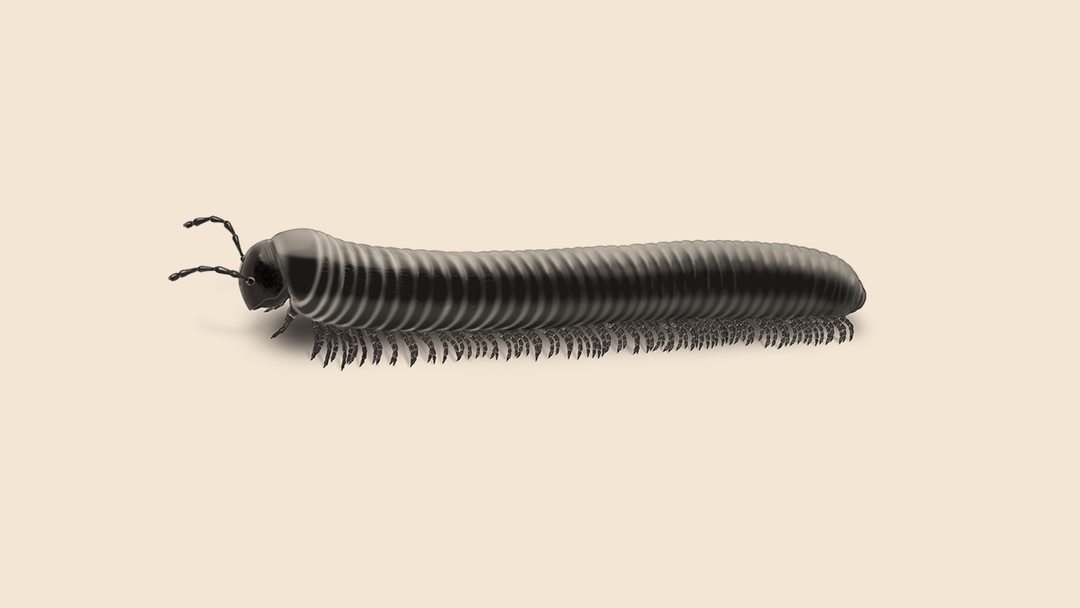 Millipedes