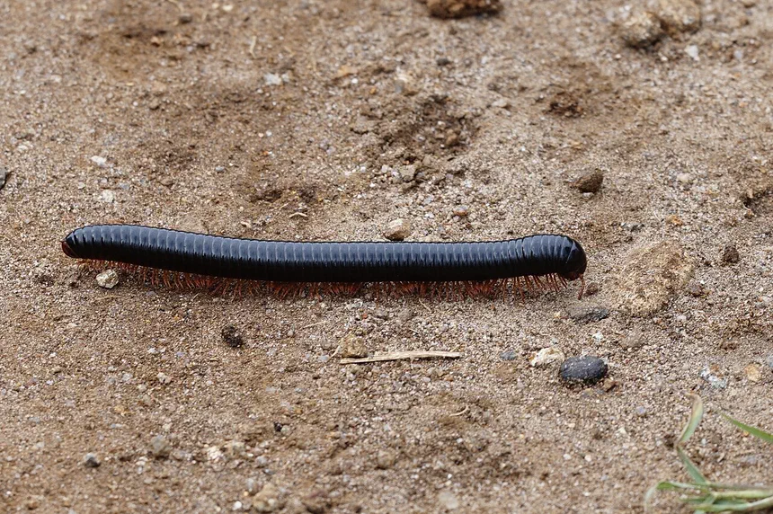 Millipedes