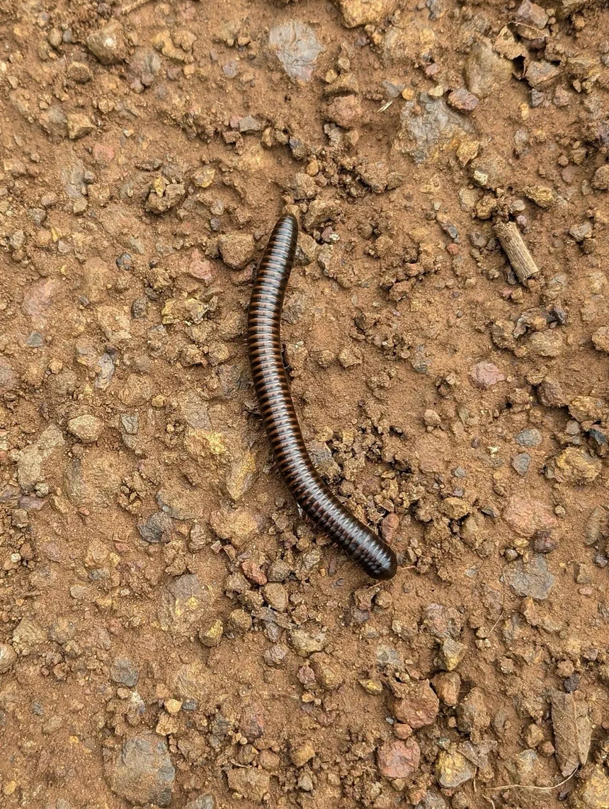 Are Millipedes Poisonous?