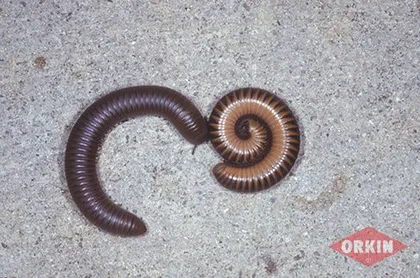 Millipede Lifespan