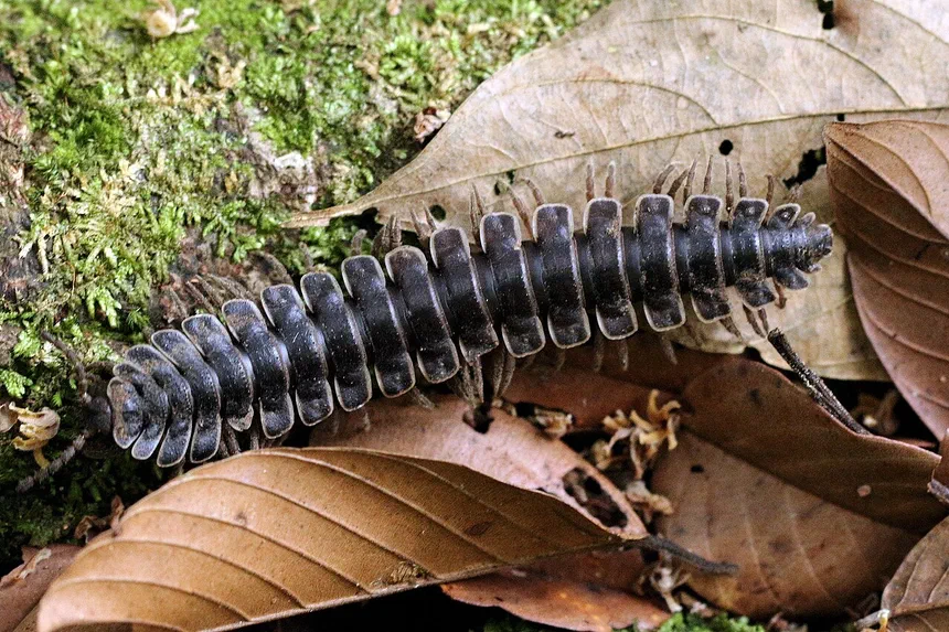 Millipede Lifespan