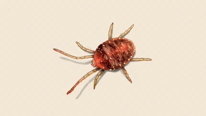 Differences Between Mites vs. Ticks