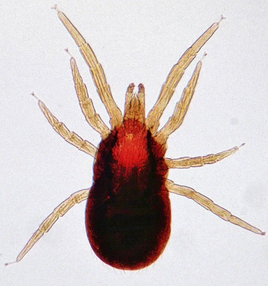 Bird Mite Facts & Information