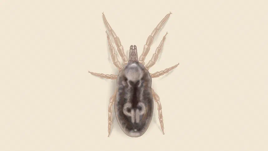 Bird Mite Facts & Information