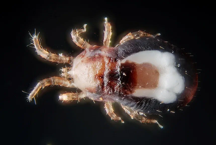 Chicken Mites (Bird Mites)