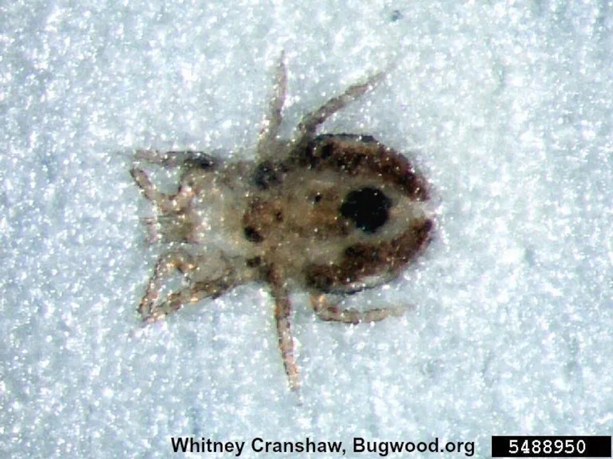 Chicken Mites (Bird Mites)