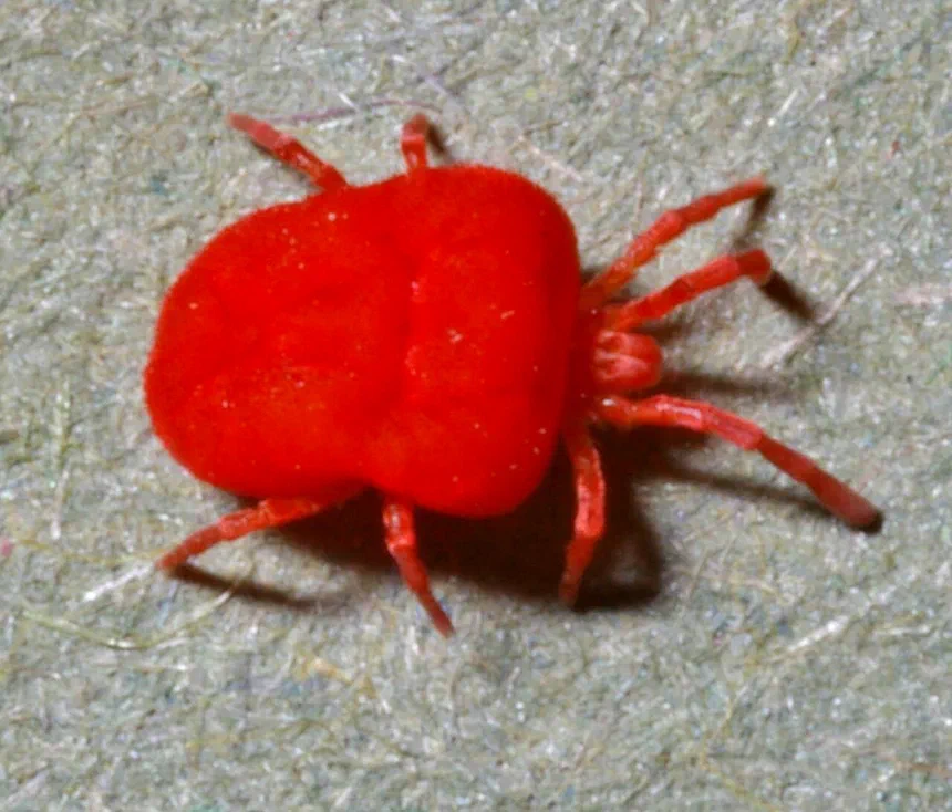 Chigger Mite Facts & Information