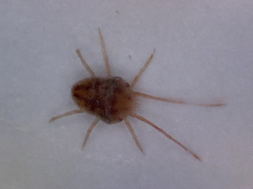 Clover Mites