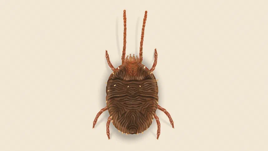 Clover Mites