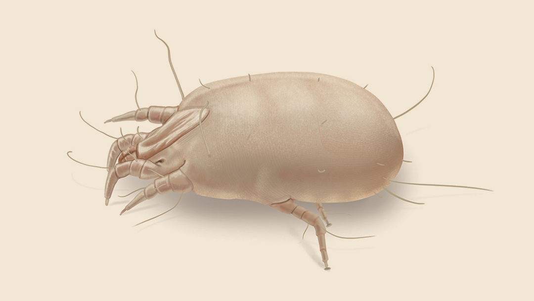 Dust Mite Facts & Information