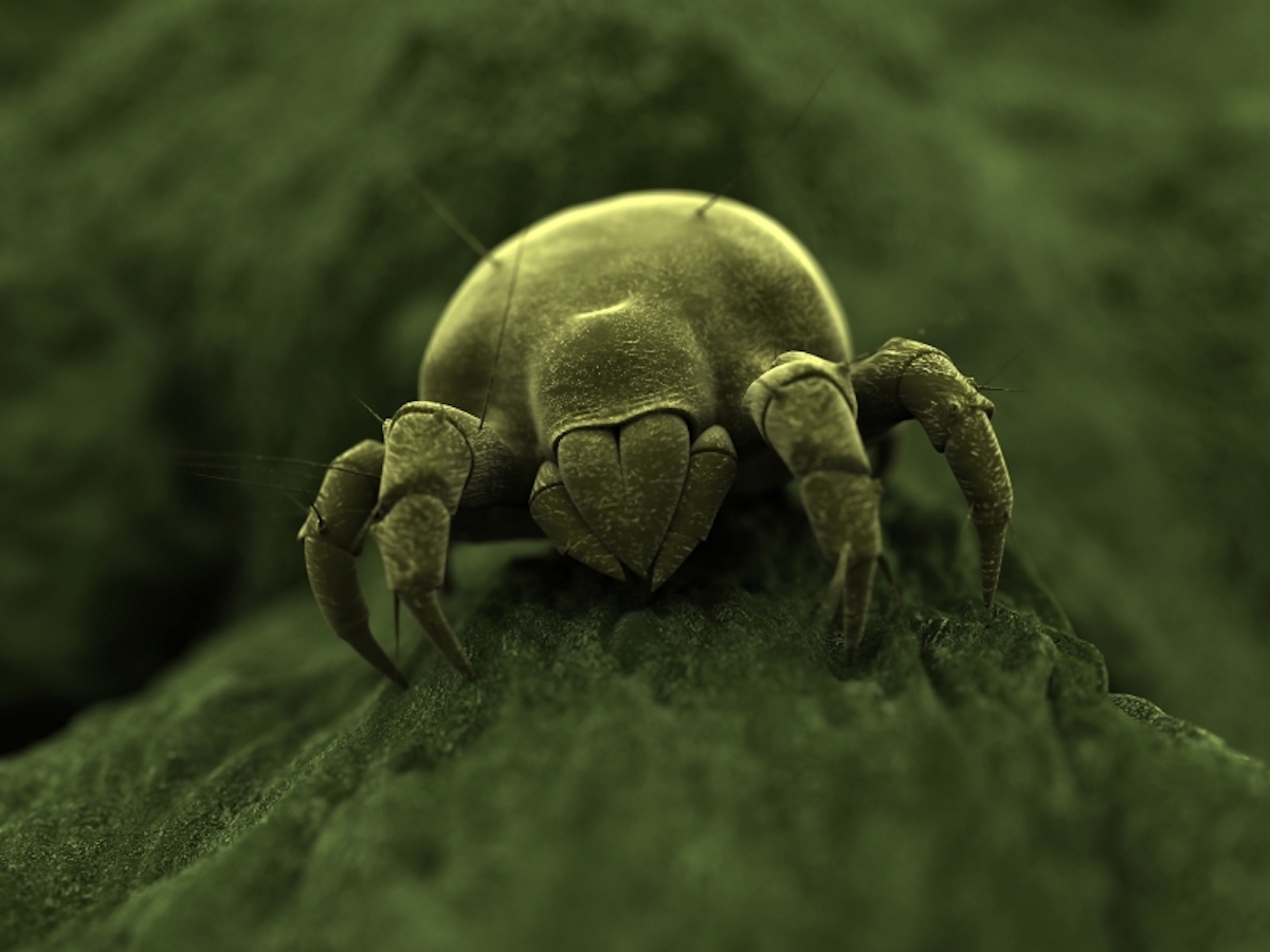House Dust Mites