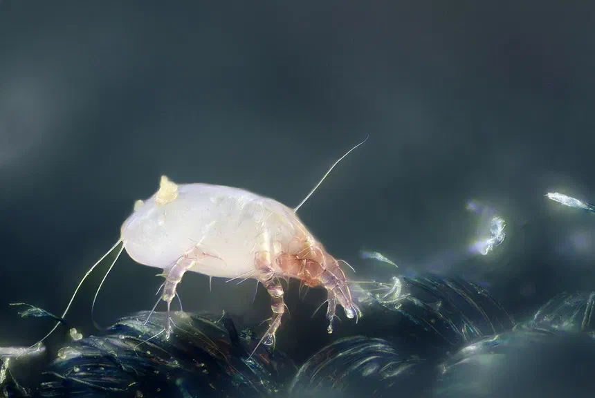 House Dust Mites