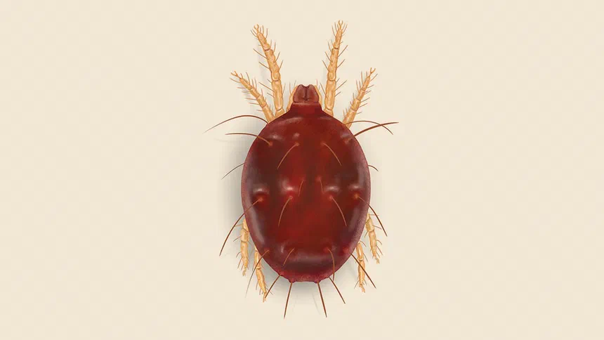 Southern Red Mite Facts & Information