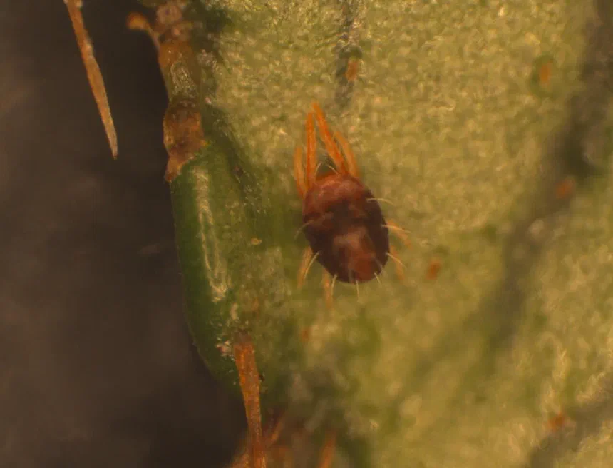 Southern Red Mite Facts & Information