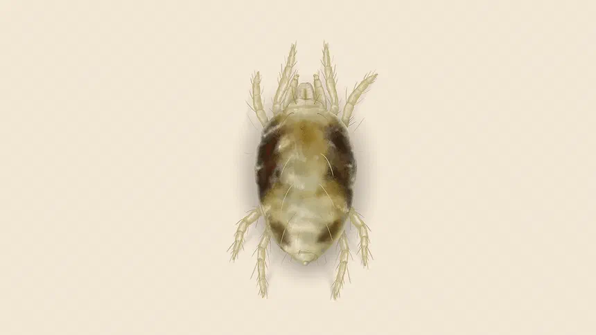 Spider Mite Facts & Information