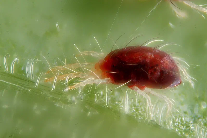 Spider Mite Facts & Information