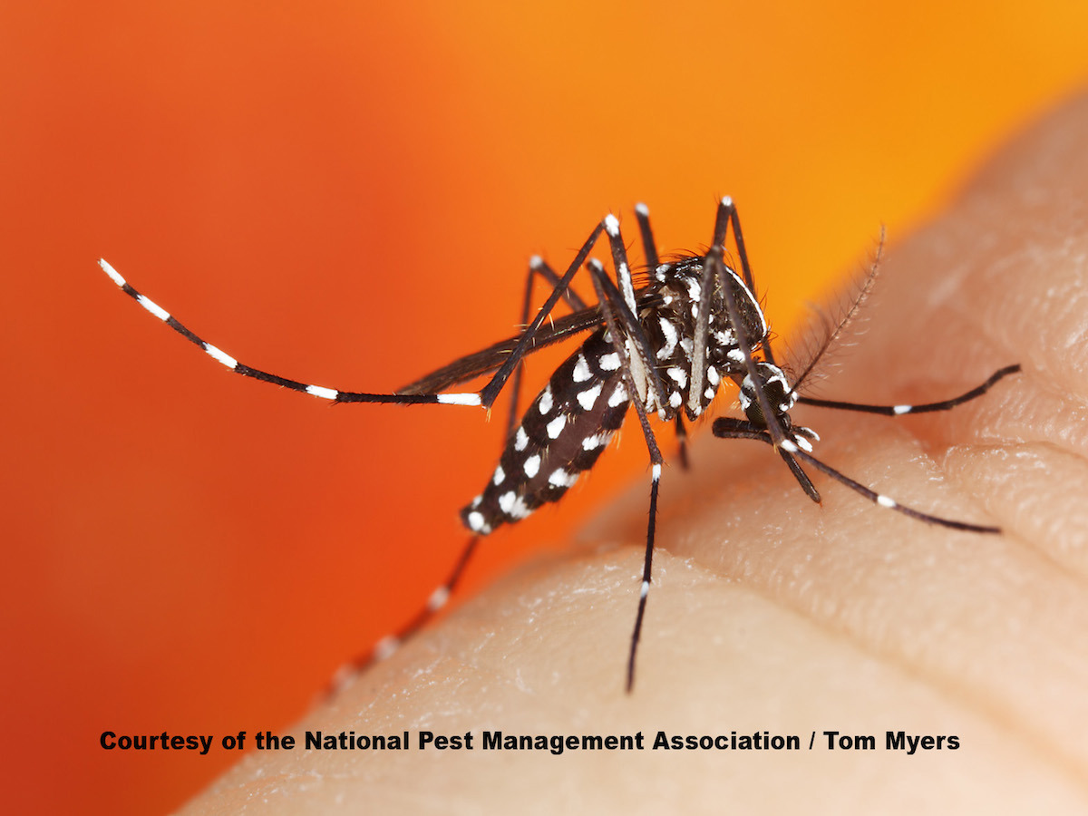 Asian Tiger Mosquitoes