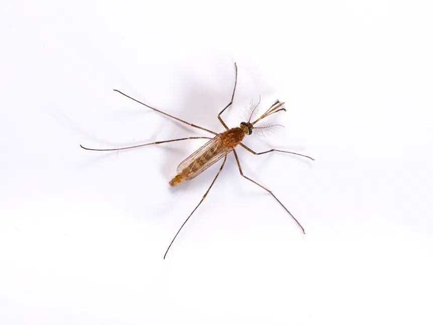 Culex Mosquitoes Culex species and others