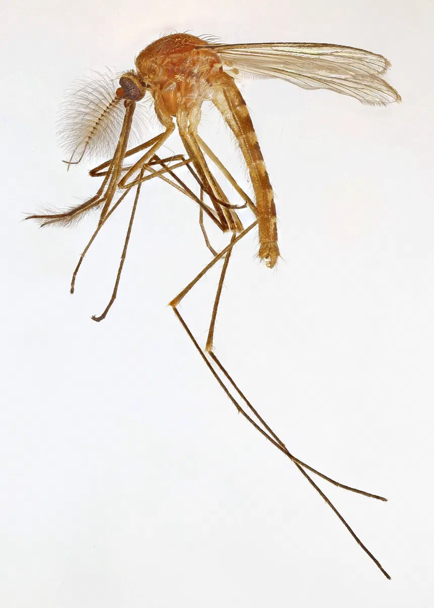 Culex Mosquitoes