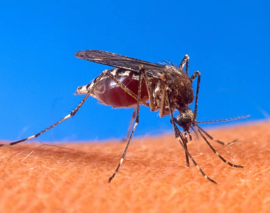 Do Mosquitoes Have Red Blood?